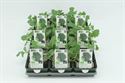 Afbeelding van Kool. Broccoli bio Set(x9)